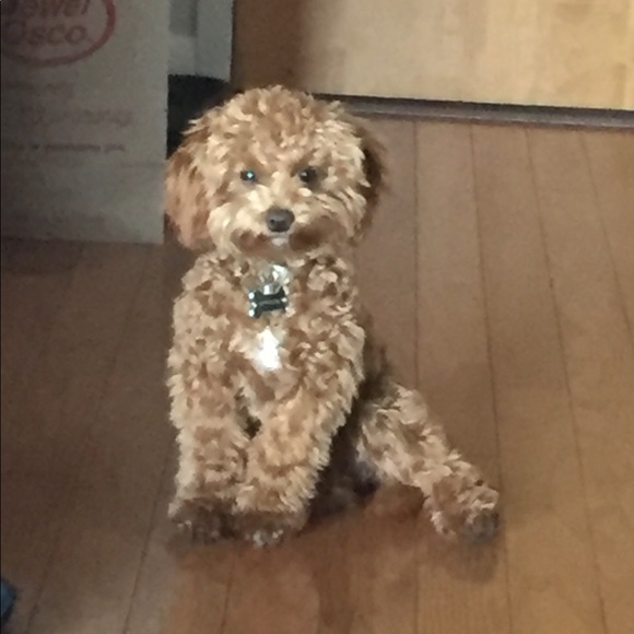 Meet your Posher, Leanna - Picture 1 of 1